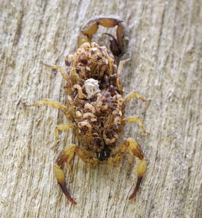 scorpion control phoenix