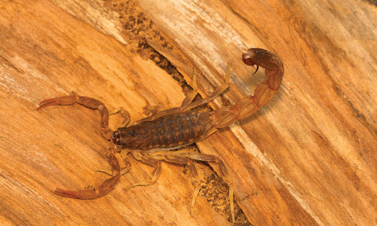 Phoenix scorpion control
