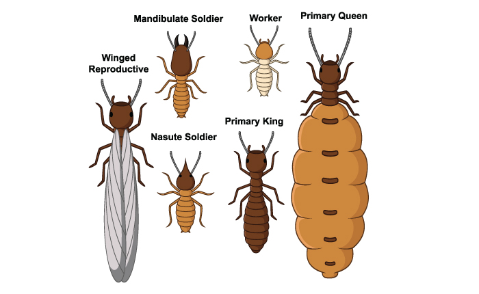 residential pest control